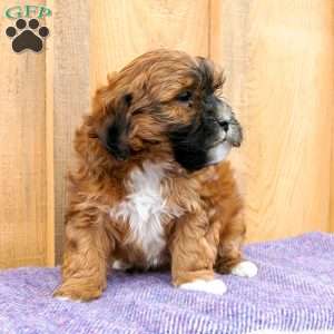 Gracie, Shih-Poo Puppy